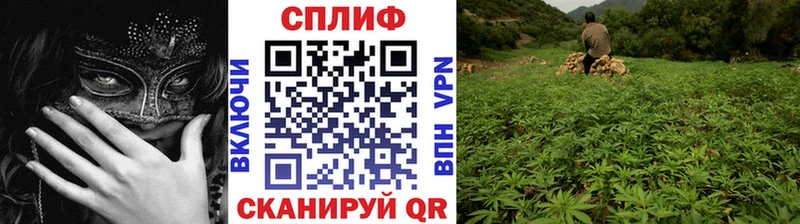 Канабис гибрид  Курчалой 